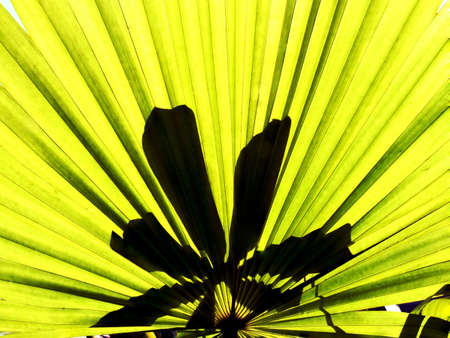a palm leaf and silhouette of flowerの写真素材
