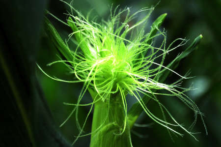 beautiful natural green hair of the corn shootの写真素材