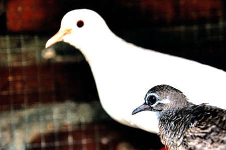 difference; unlike bird unlike the poultの写真素材