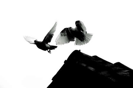 two doves freely fly in the airの写真素材