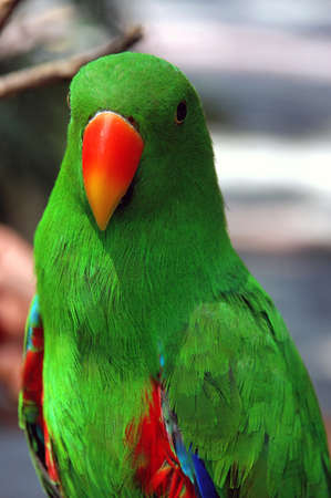 green parrot in the zooの写真素材