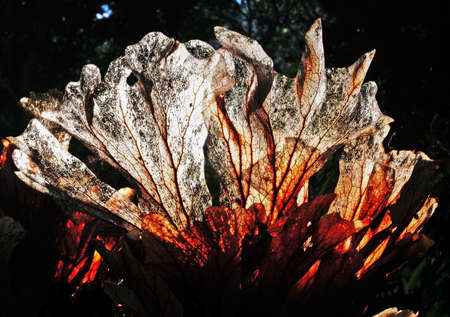 dry leaves in the morning lightの写真素材