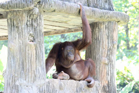 Bornean Orangutan   Pongo pygmaeus  