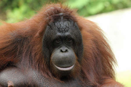 Bornean Orangutan   Pongo pygmaeus  の写真素材