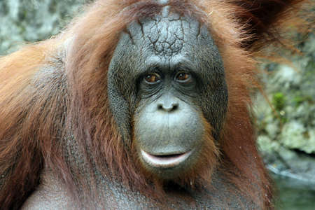 Bornean Orangutan   Pongo pygmaeus  の写真素材