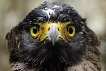 The crested serpent eagle の写真素材