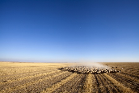 flock of sheep