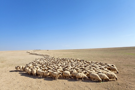 flock of sheep