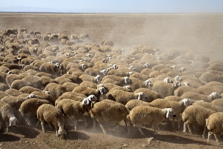 flock of sheepの写真素材