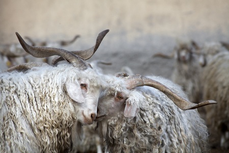 Love Goatsの写真素材