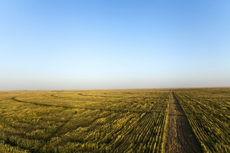 Summer Landscapeの写真素材