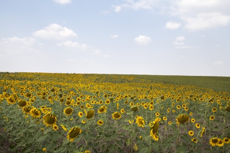 sunflowers