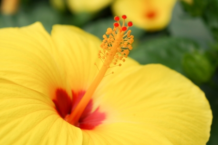 flower in the gardenの写真素材