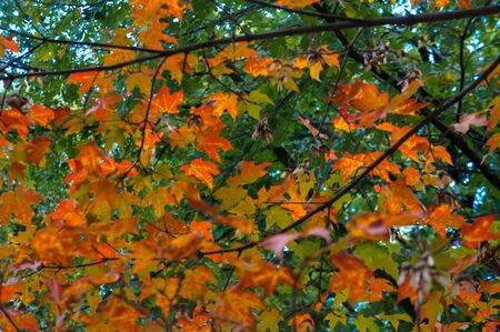 autumn leavesの写真素材