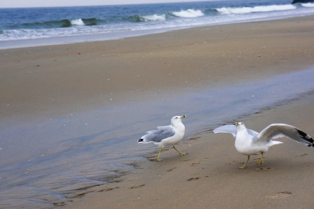 seagullの写真素材