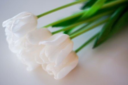 tulipsの写真素材
