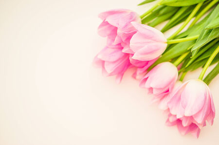 tulipsの写真素材