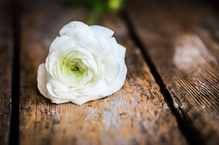 white ranunculus on wooden table の写真素材