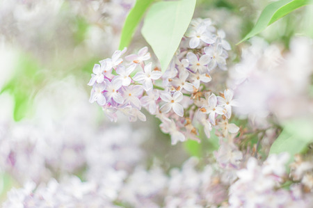 lilacsの写真素材