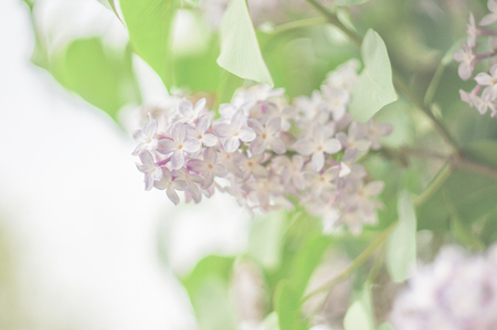lilacsの写真素材