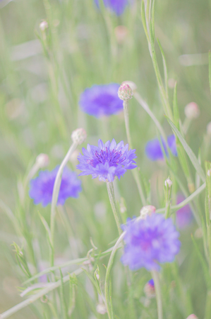 pastel flowersの写真素材