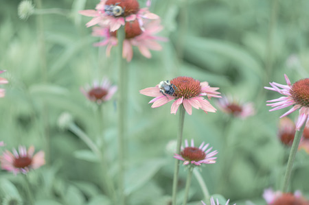 pastel flowersの写真素材