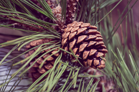 Pine tree with coneの写真素材