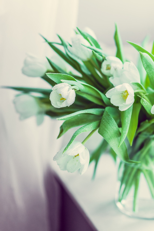 White tulipsの写真素材