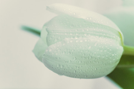 White tulipsの写真素材