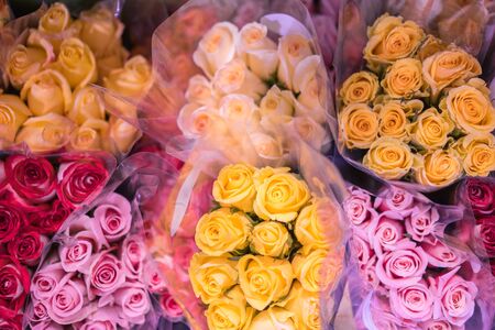 Rosesの写真素材