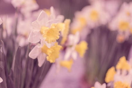 Narcissusの写真素材