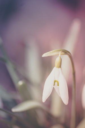 Pastel snowdropsの写真素材