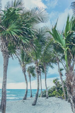 Palm treesの写真素材