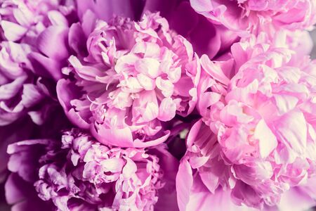 Pastel peoniesの写真素材