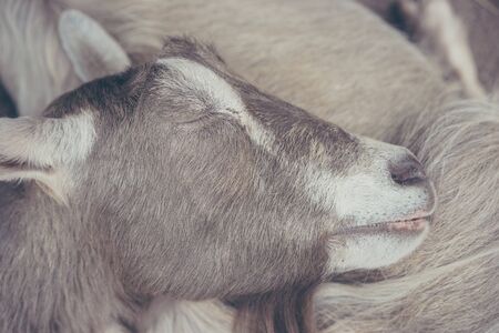 Sleeping goatの写真素材