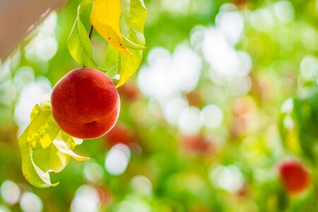 Peaches on the treeの写真素材