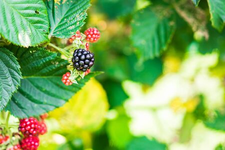 Picking blackberries at  the farmの写真素材