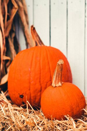 Pumpkins at the farmの写真素材