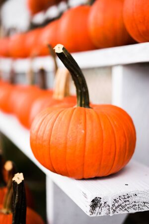 Pumpkins at the farmの写真素材