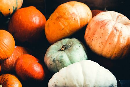 Pumpkins at the farmの写真素材