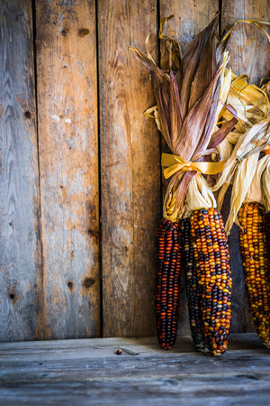 Multicolored indian corn on rustic wooden backgroundの写真素材