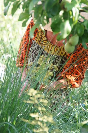 Woman Gardening Summerの写真素材