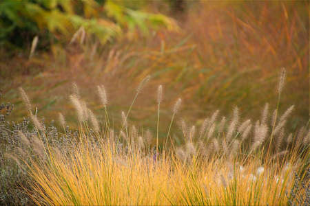 Ornamental grass bedの写真素材
