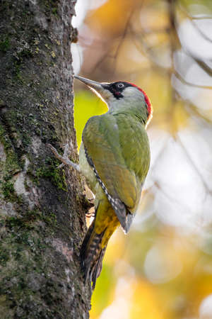 Photo of a male Green woodpecker on a tree in Atazhukin park of Nalchik North caucasusの写真素材