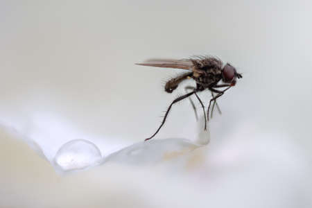 The fly sits on the white rose petal next to the drop after the rainの写真素材
