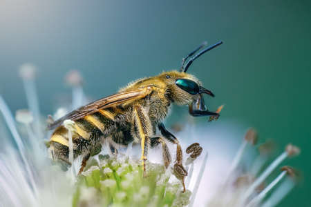 A Bee on the flower of a blackberryの写真素材