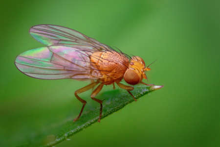 Photo of a fly on the leaf of a plant corianderの写真素材