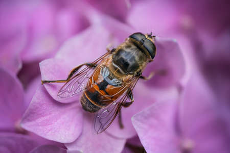 Photo of a fly who's on the Hydrangea in Nalchik Kabardino-Balkarian Republicの写真素材