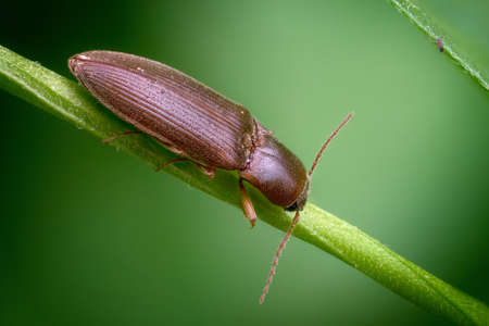 Photo of A click beetle on the stem of a plantの写真素材