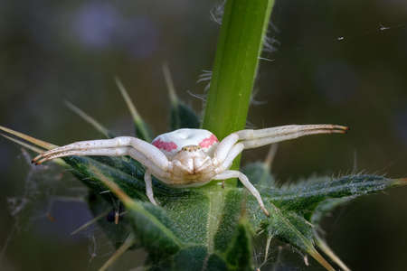 Photo of a spider on the leaf of a plant which awaitsの写真素材